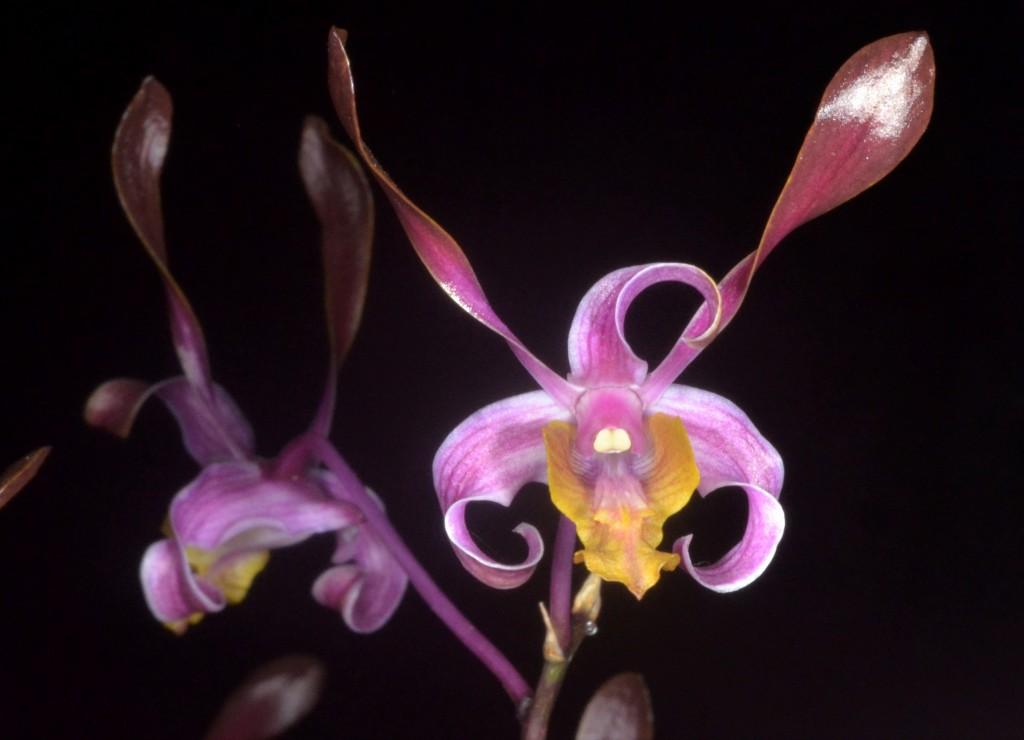 Den Magenta's Carroline