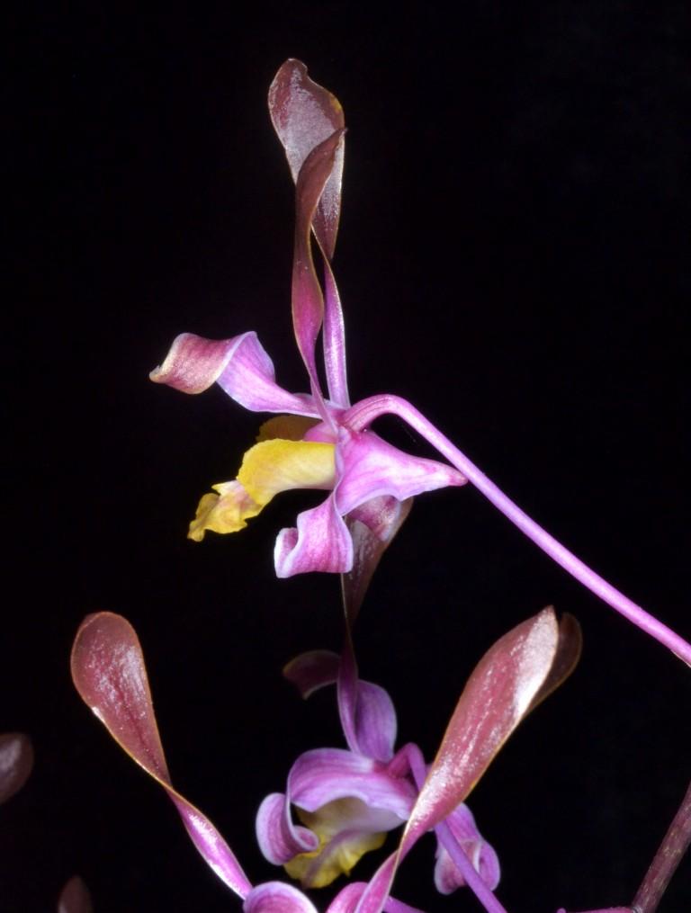 Dendrobium Magenta's Carroline - photo 2