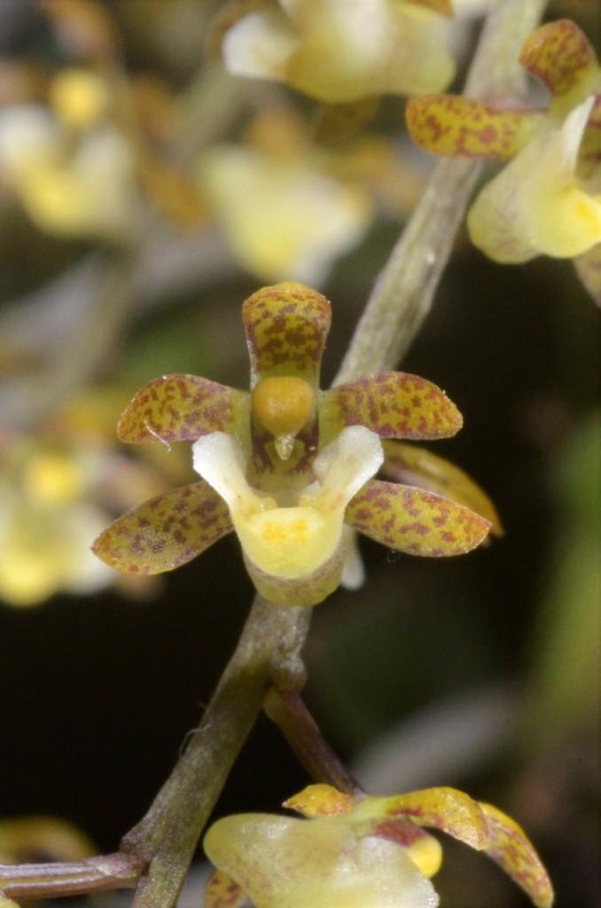 Peristorrhiza Surreal