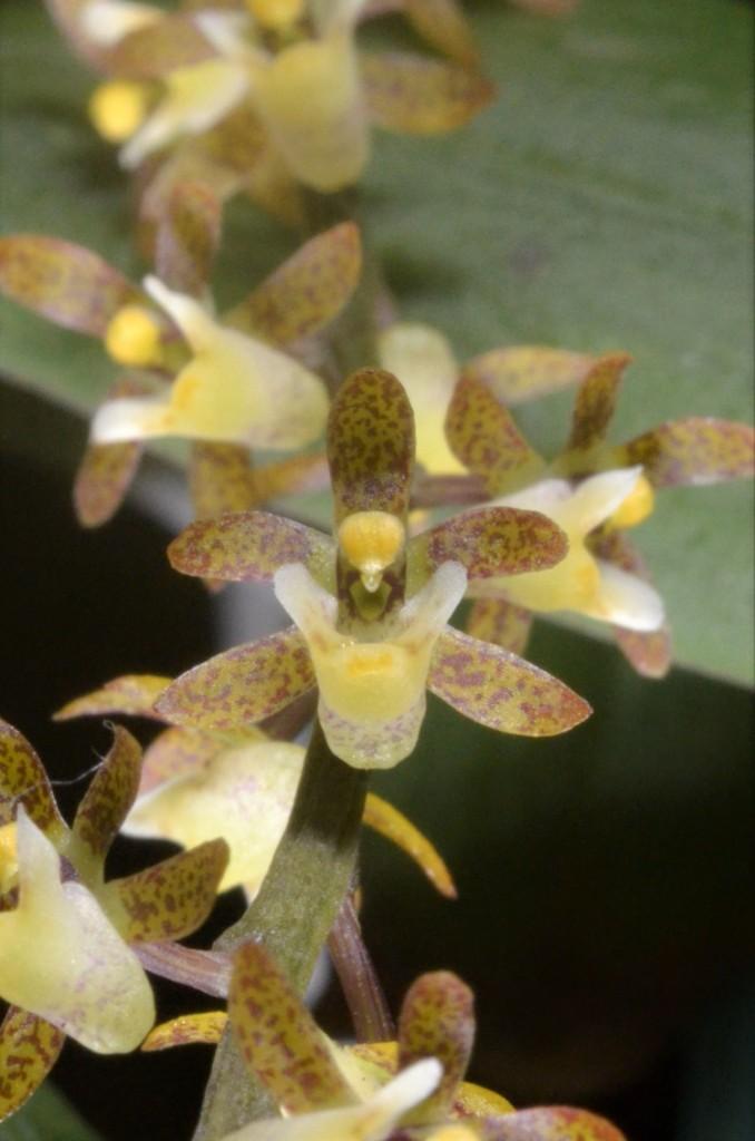 Peristorrhiza Surreal - photo 2