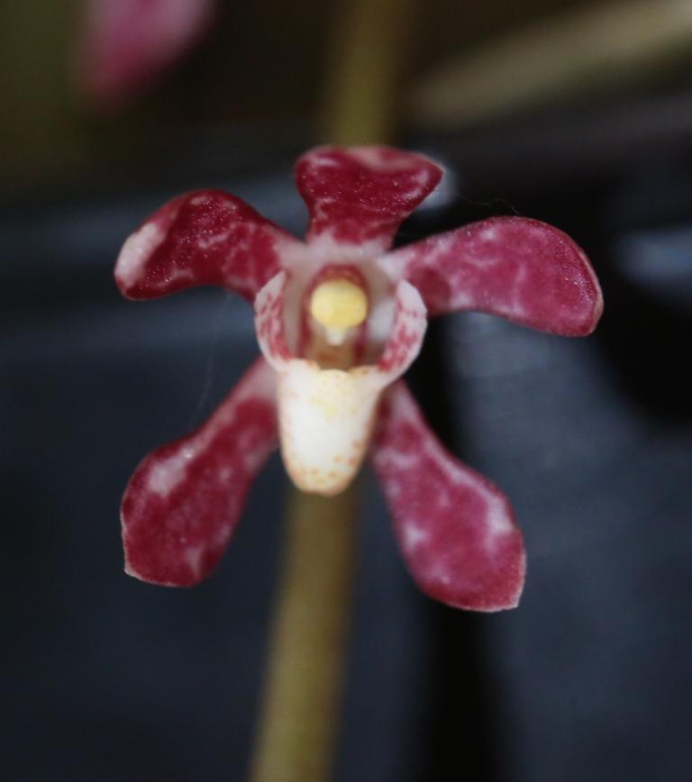 Peristerchilus Belmont Magic