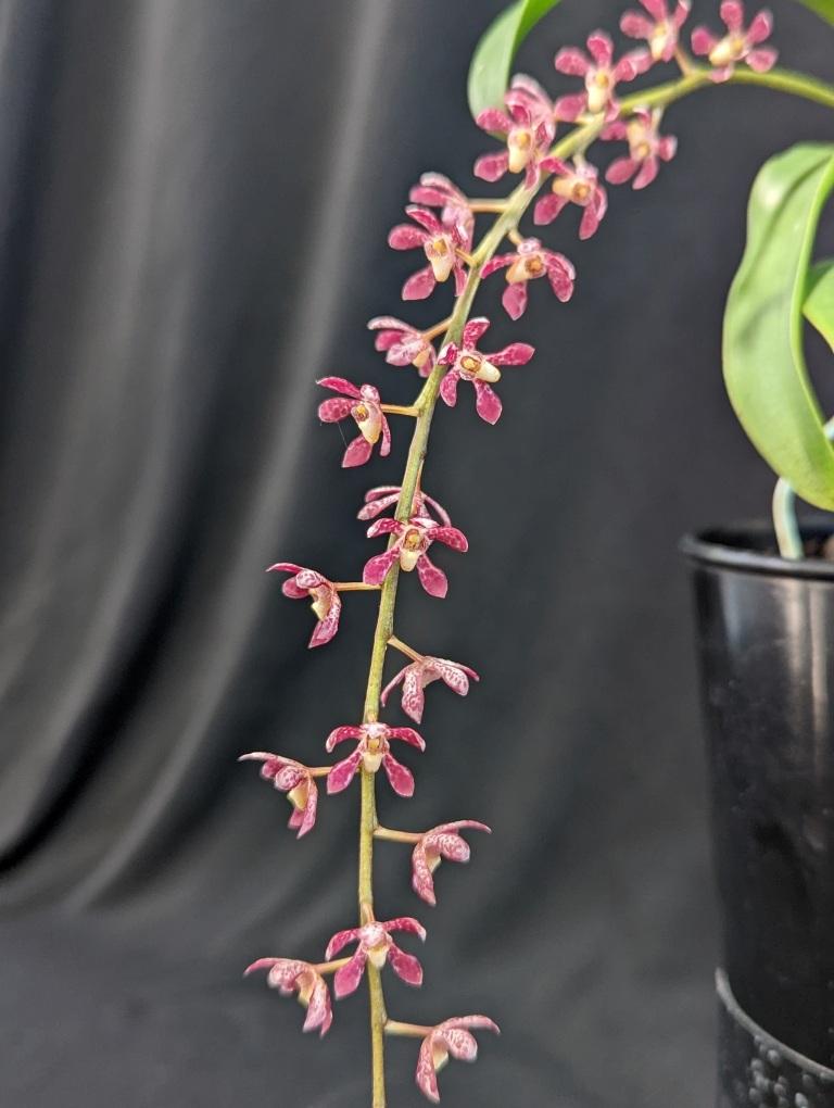 Peristerchilus Belmont Magic - photo 2
