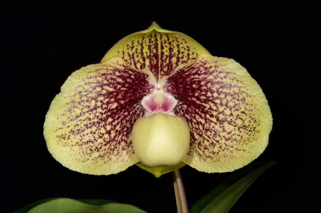 Paph Wossner Favourite