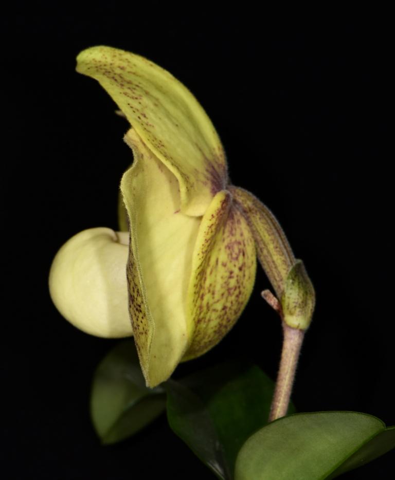Paphiopedilum Wossner Favourite - photo 2