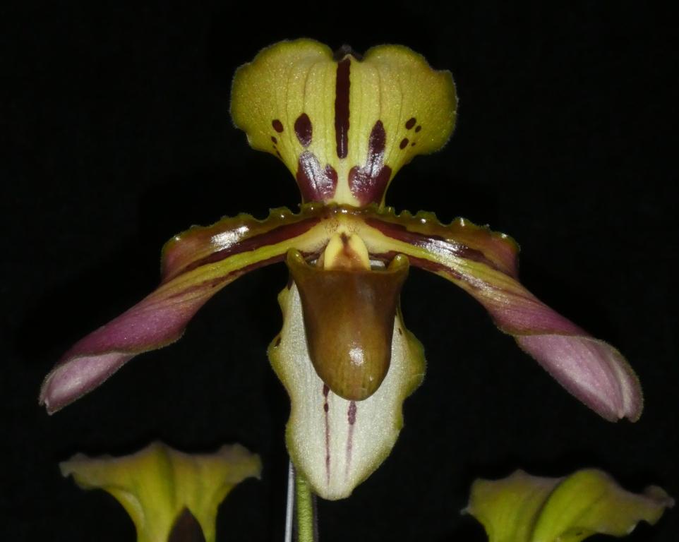 Paphiopedilum tigrinum