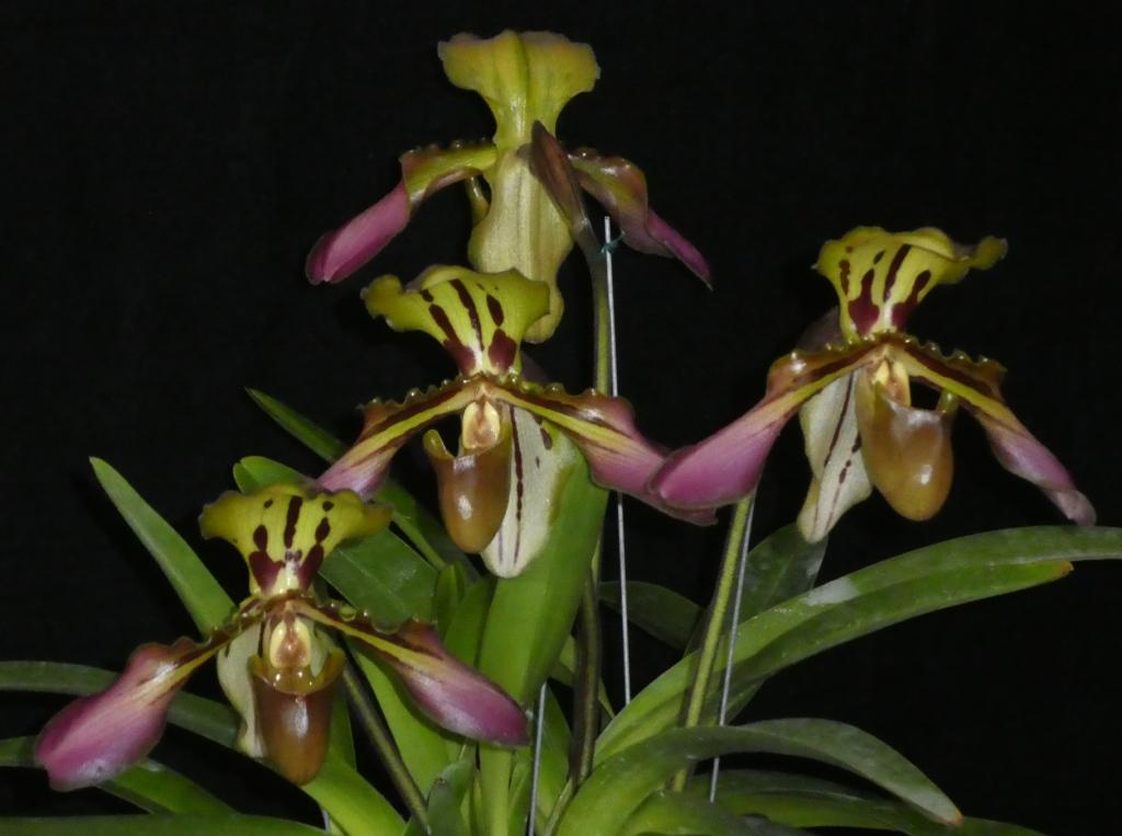 Paphiopedilum tigrinum - photo 2