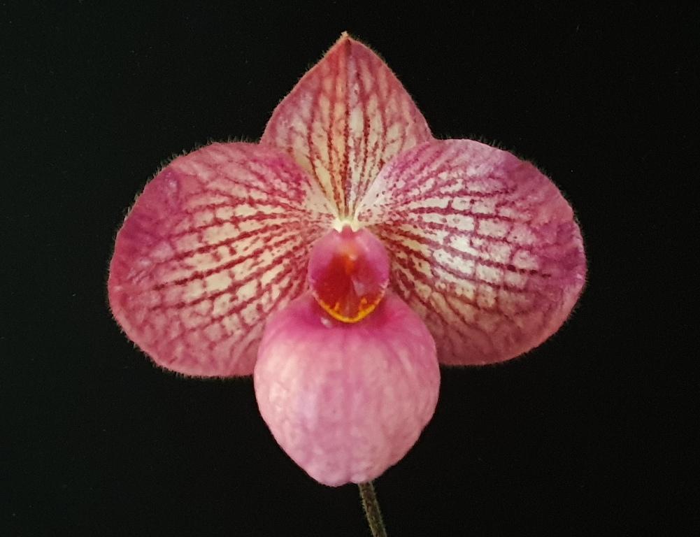 Paph Magic Lantern