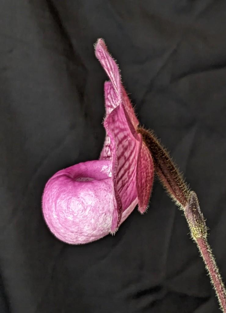 Paphiopedilum Magic Lantern - photo 2