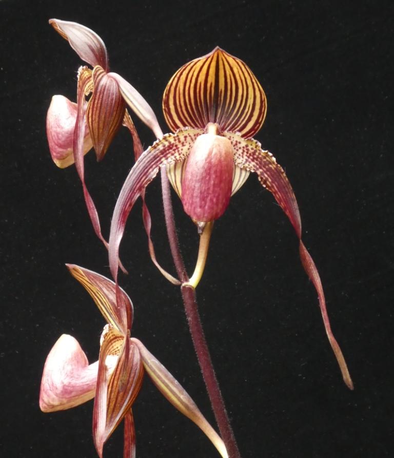Paph Johanna Burkhardt