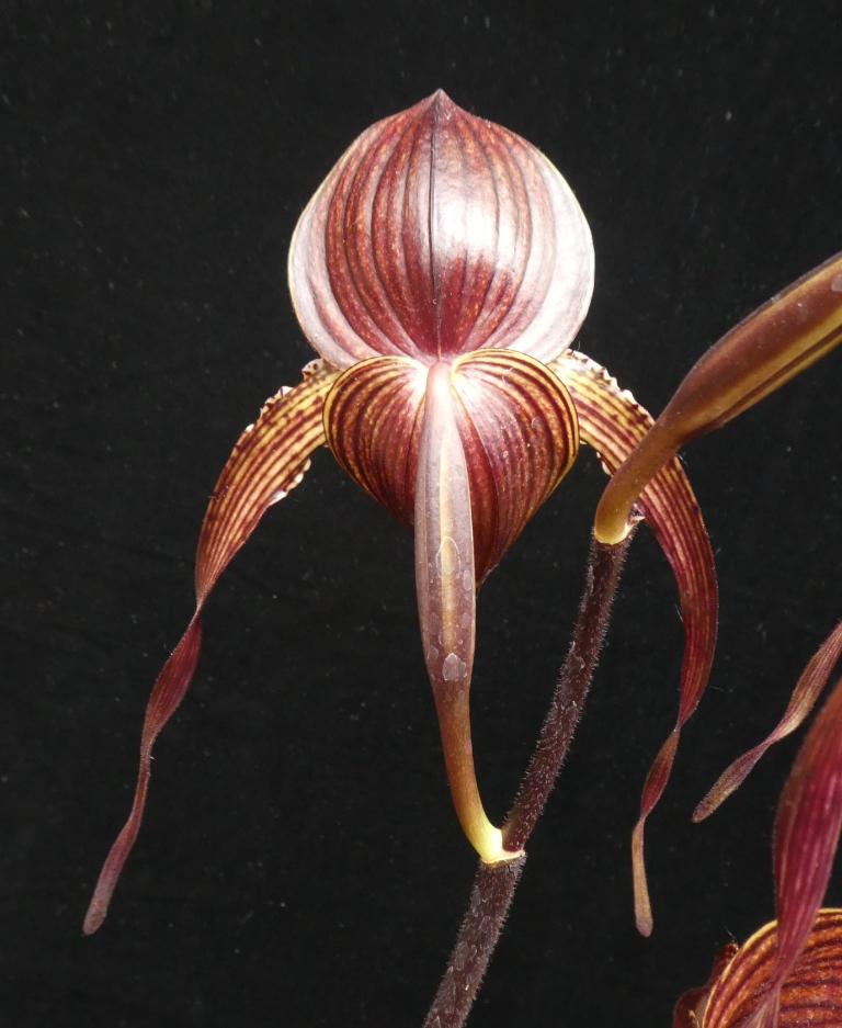 Paphiopedilum Johanna Burkhardt - photo 2