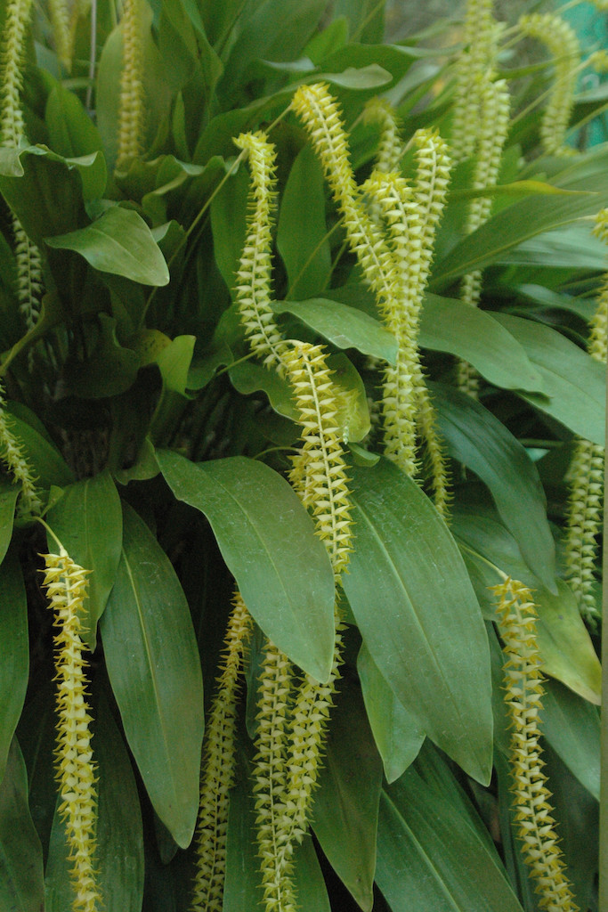 Coelogyne magna - photo 2