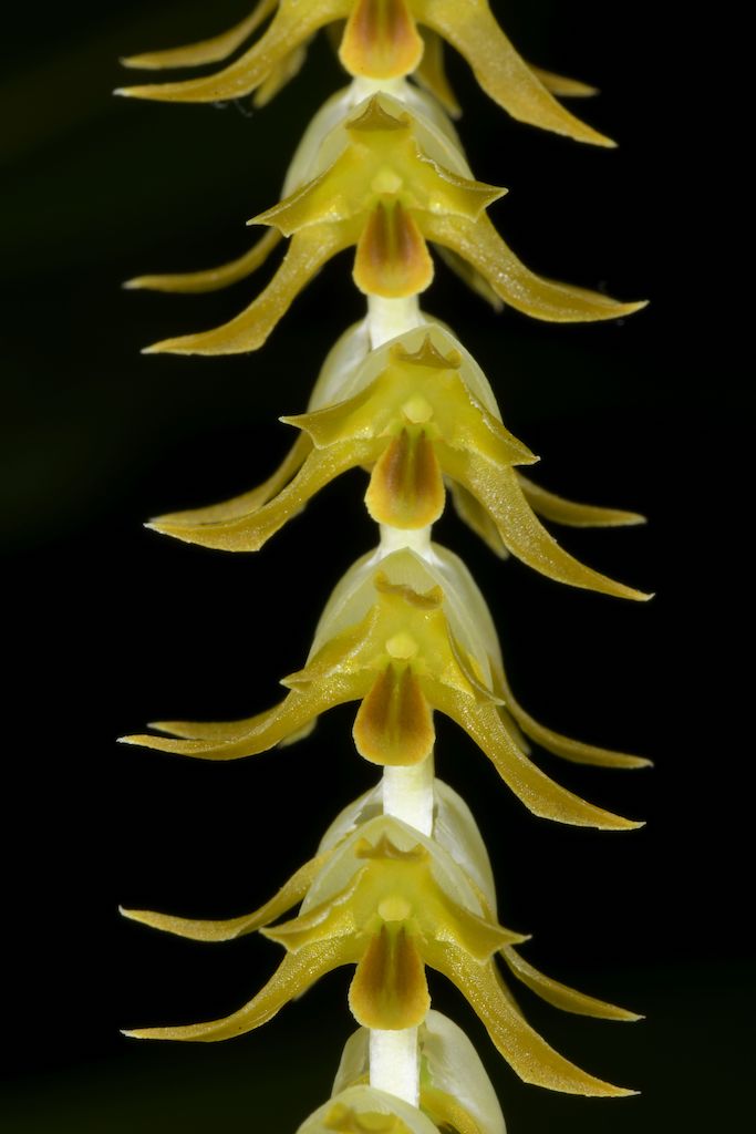 Coelogyne latifolia var. macrantha