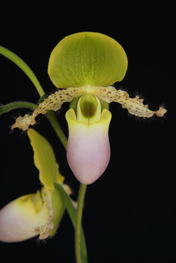 Paph Pinocchio