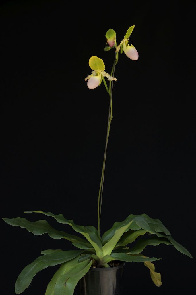Paphiopedilum Pinocchio - photo 2