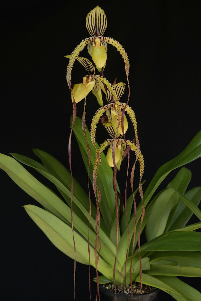 Paph Angel Hair 'Tierdon's Everliegh'