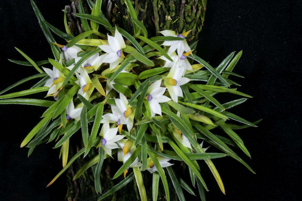 Dendrobium cyanocentrum