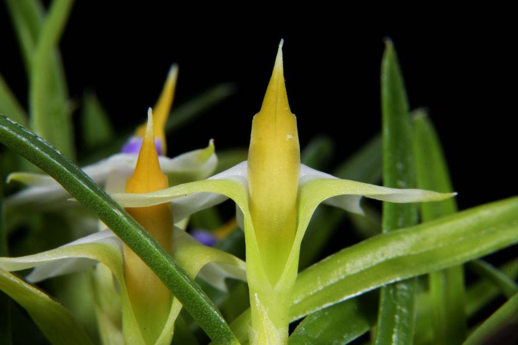 Dendrobium cyanocentrum - photo 2