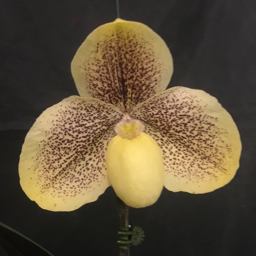 Paph Kiryu