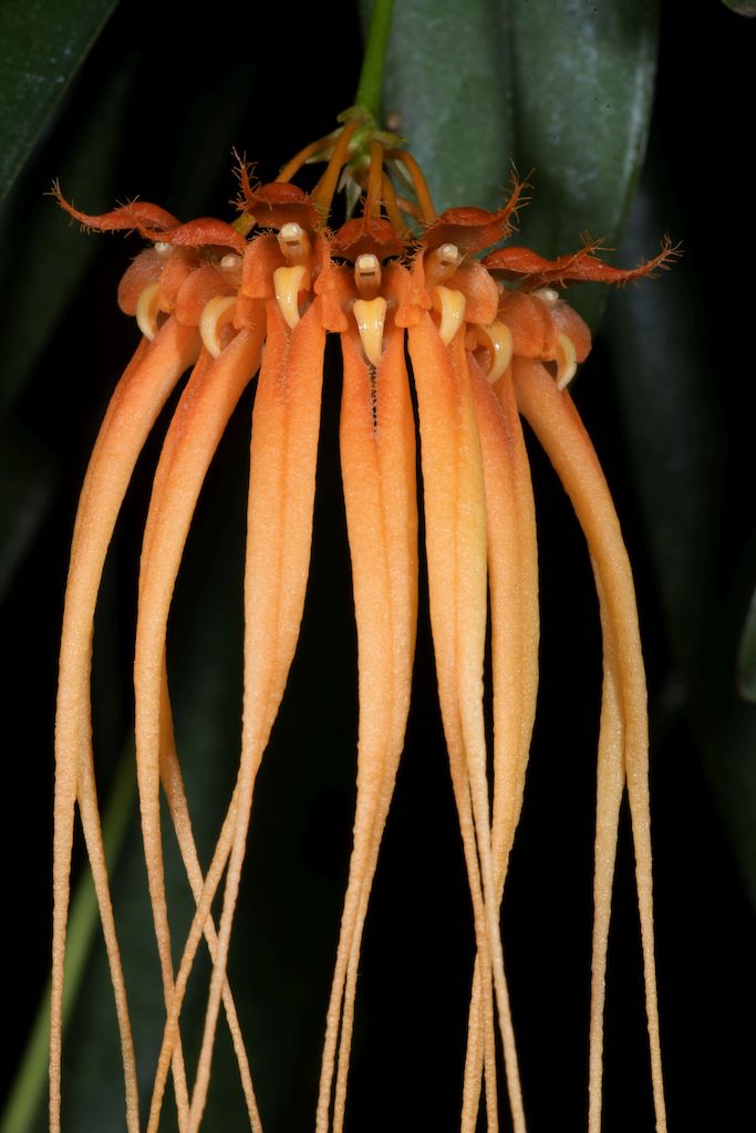 Bulbophyllum pecten-veneris