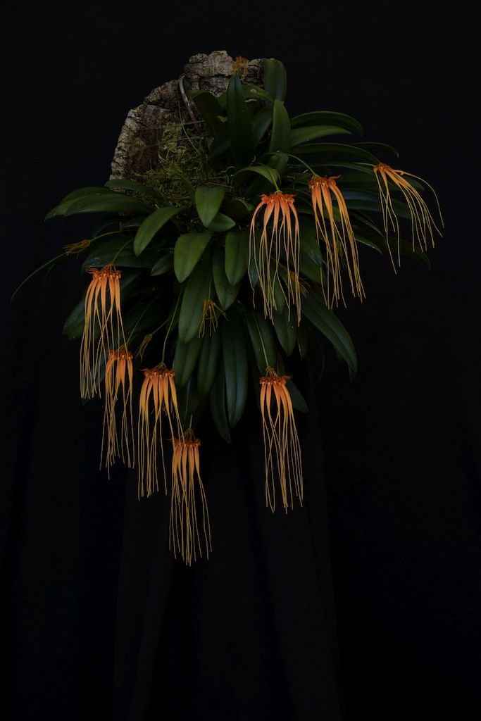 Bulbophyllum pecten-veneris - photo 2