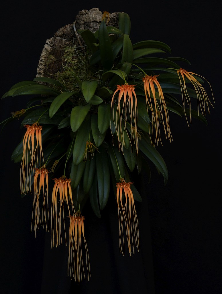 Bulbophyllum pecten-veneris
