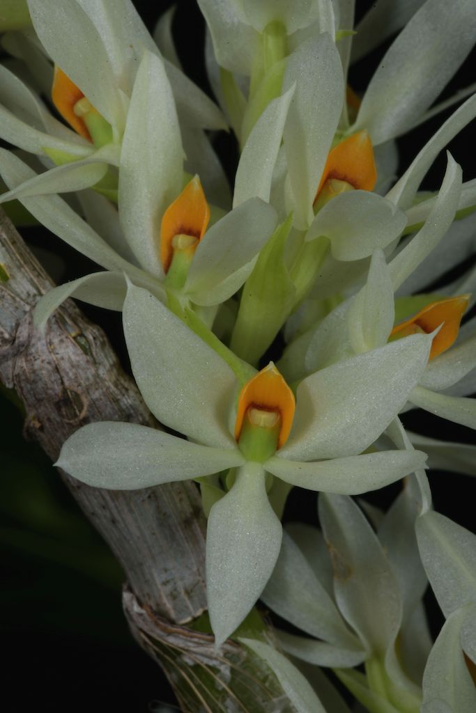 Dendrobium bracteosum