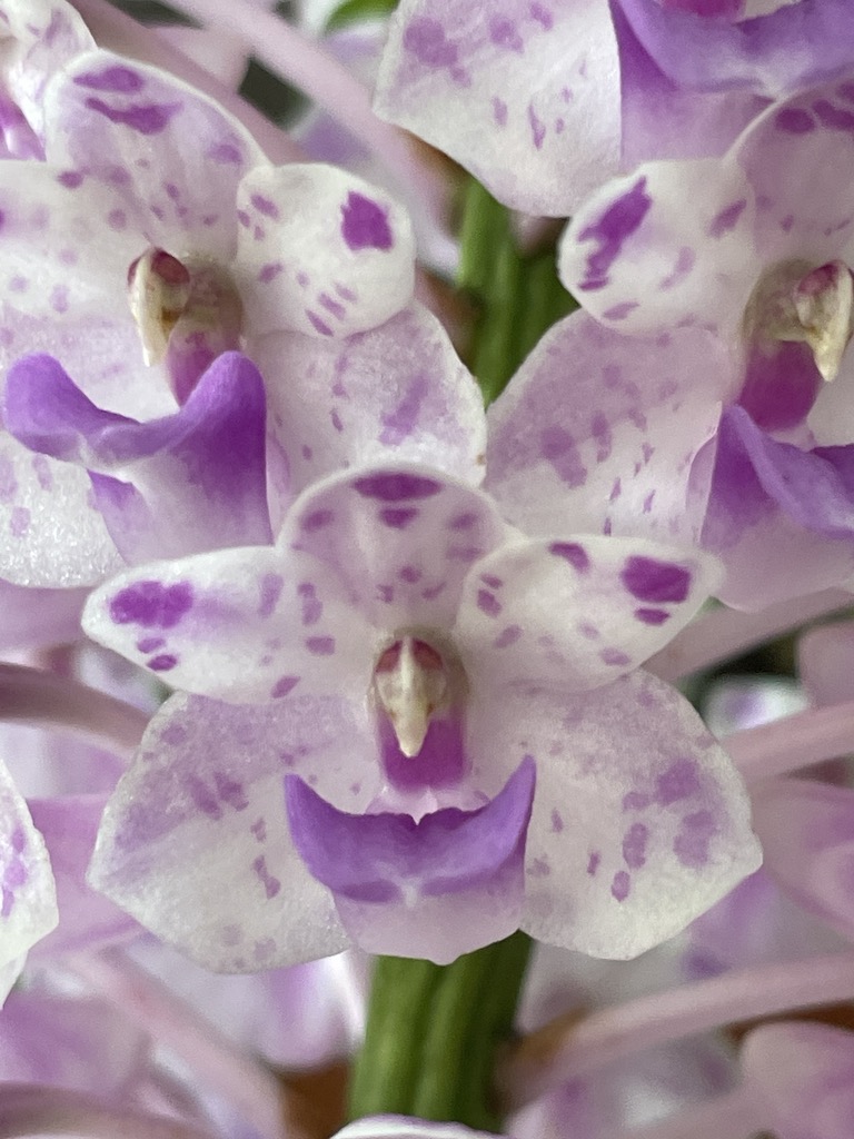 Rhynchostylis retusa