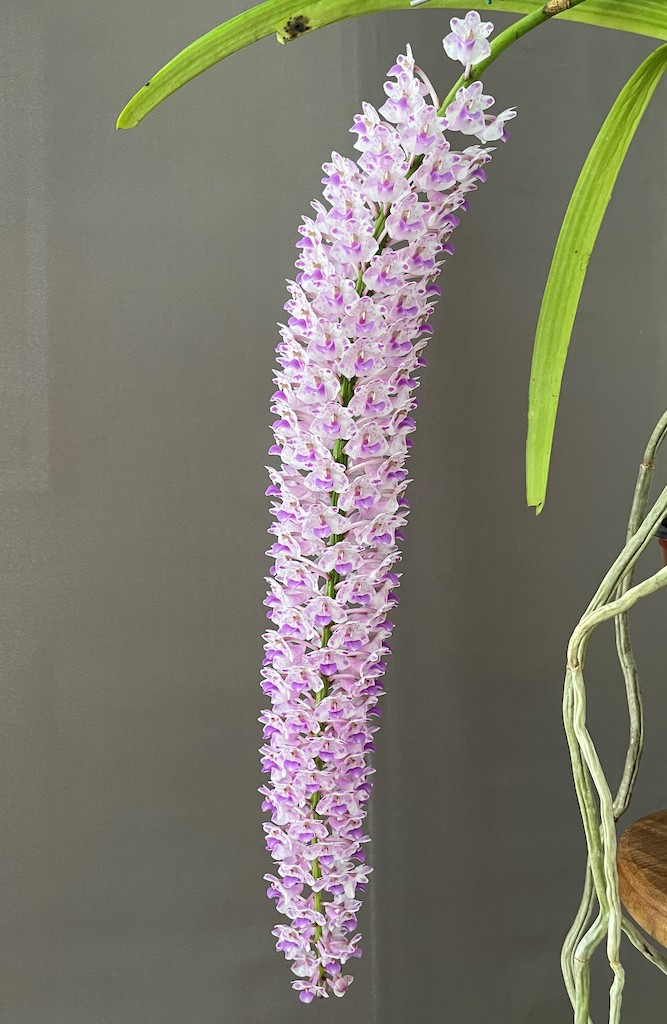 Rhynchostylis retusa - photo 2