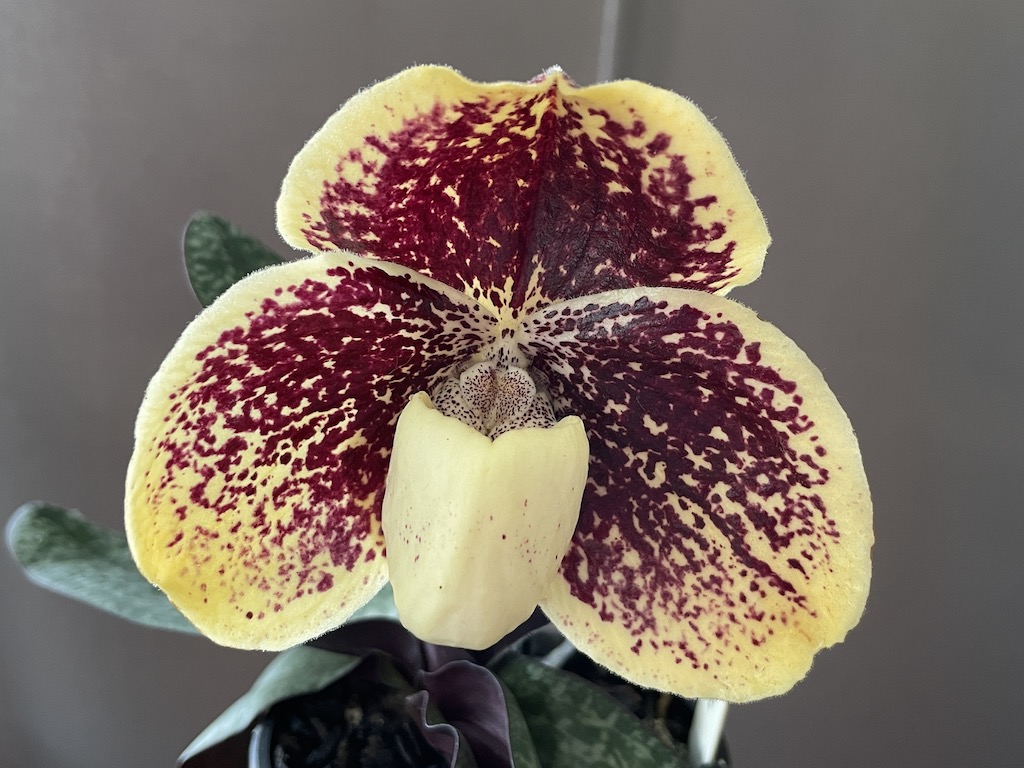 Paphiopedilum godefroyae