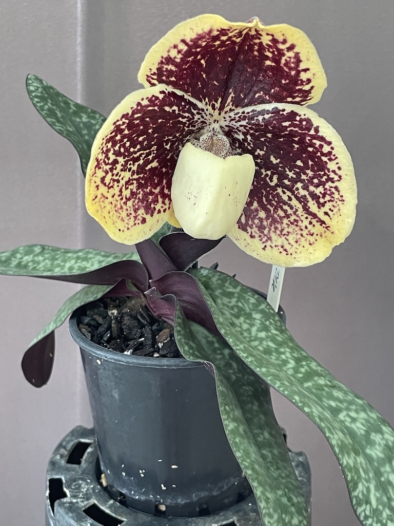 Paphiopedilum godefroyae var. godefroyae - photo 2
