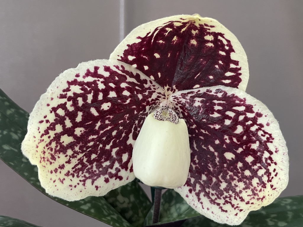 Paphiopedilum godefroyae