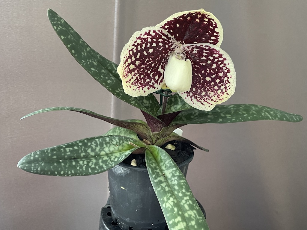 Paphiopedilum godefroyae var. godefroyae - photo 2