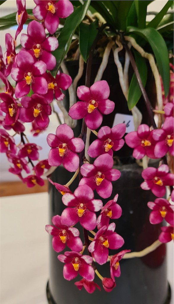 Sarcochilus Moonglow - photo 2