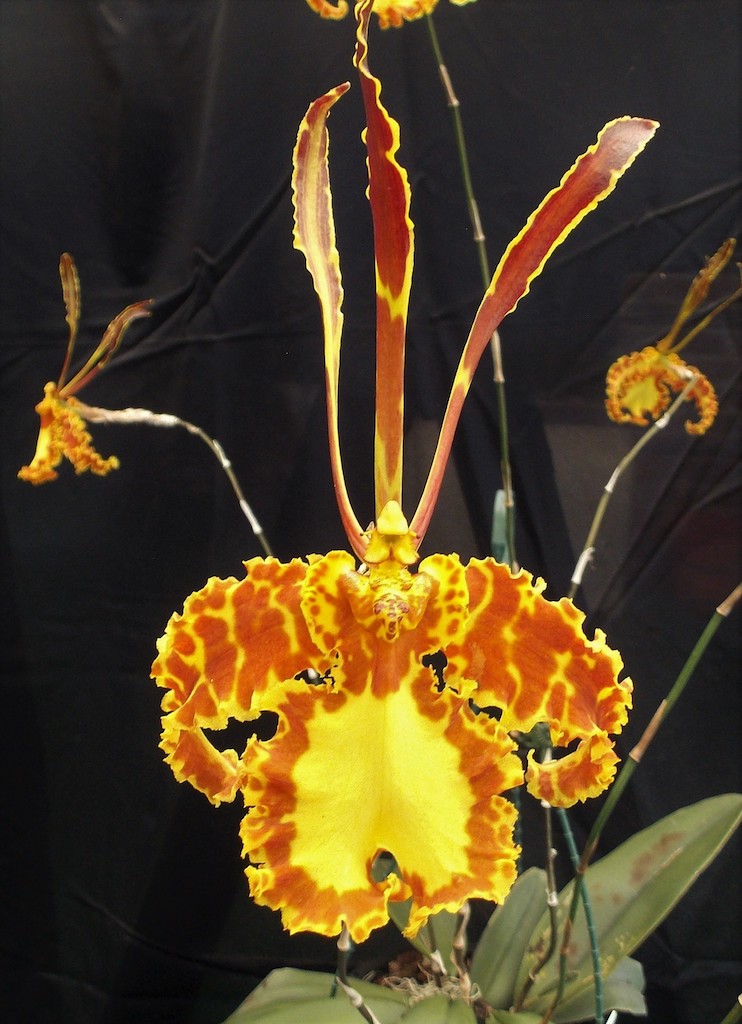 Psychopsis Kalihi