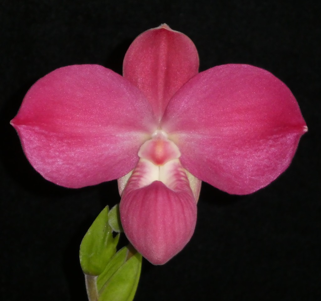 Phrag Fritz Schomburg