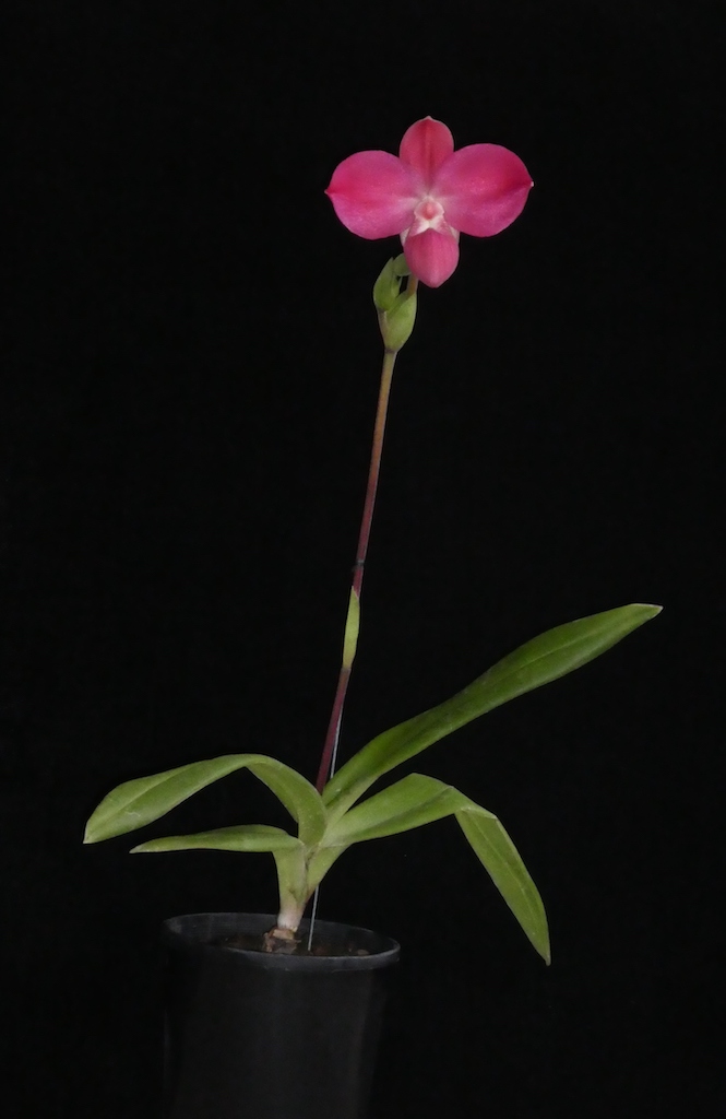 Phragmipedium Fritz Schomburg - photo 2