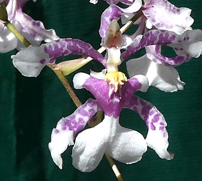 Oncidium incurvum - photo 2