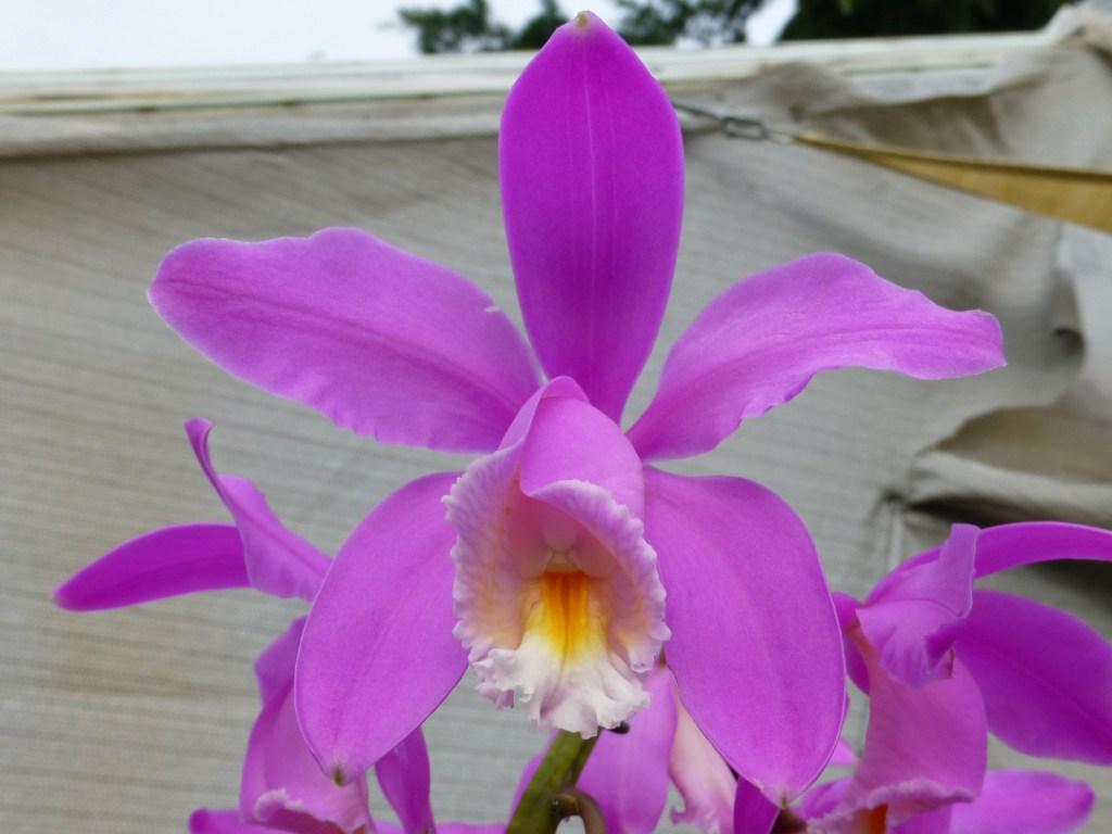 Cattleya harrisoniana