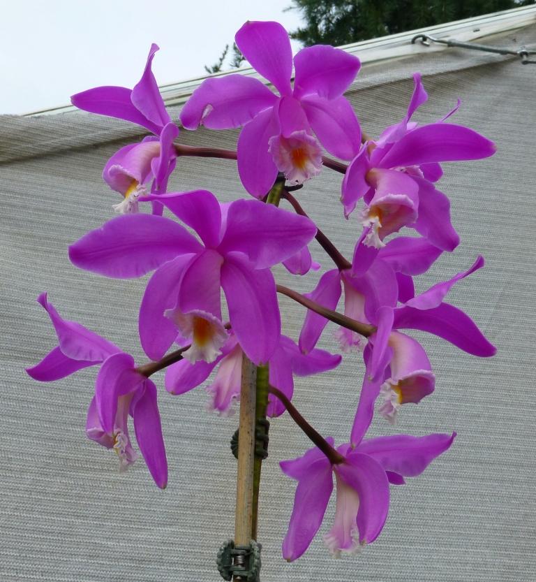 Cattleya harrisoniana - photo 2