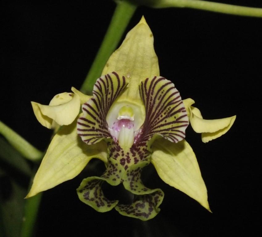 Den Goldenglow Queen