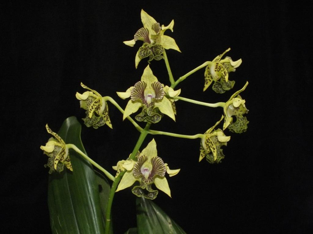 Dendrobium Goldenglow Queen - photo 2