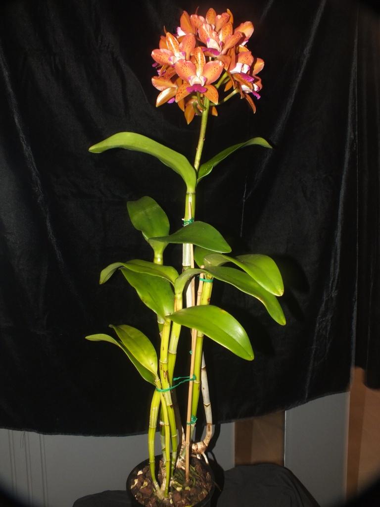 Cattlianthe Deception Drop - photo 2