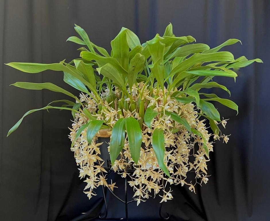 Coelogyne flaccida