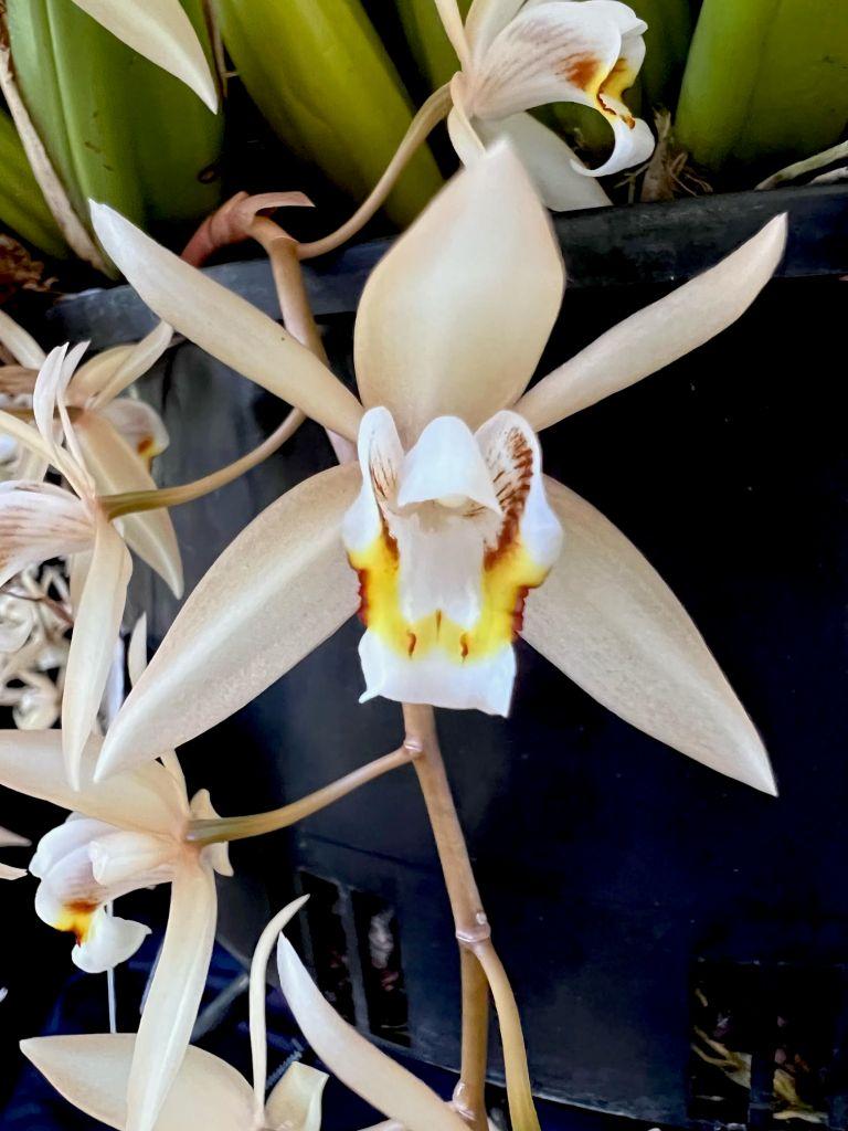 Coelogyne flaccida - photo 2