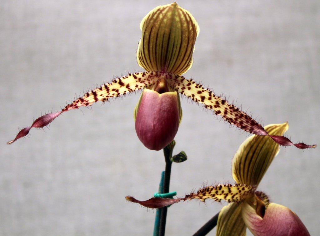 Paph Transdoll