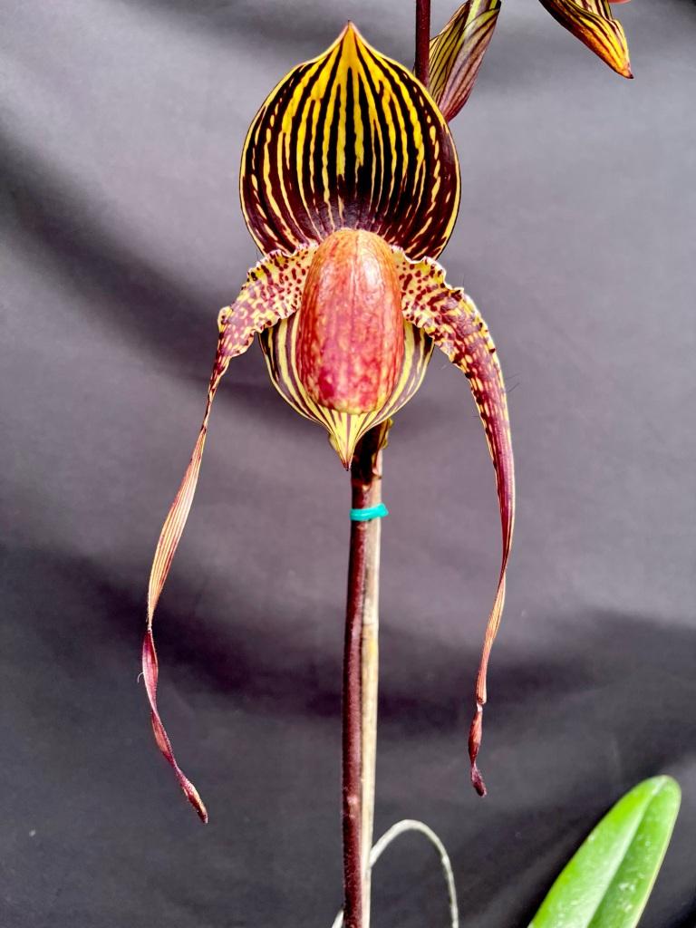 Paph Johanna Burkhardt