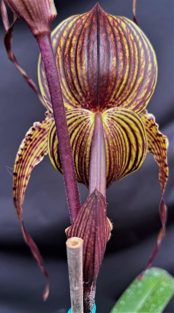 Paphiopedilum Johanna Burkhardt - photo 2