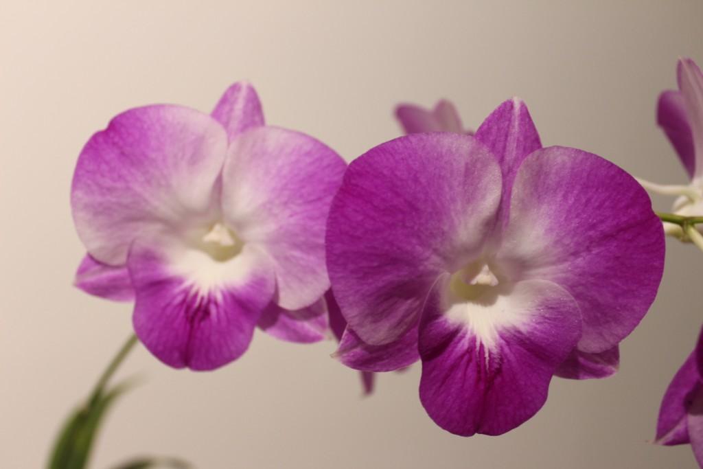 Den Joanne's Allure'Joey'