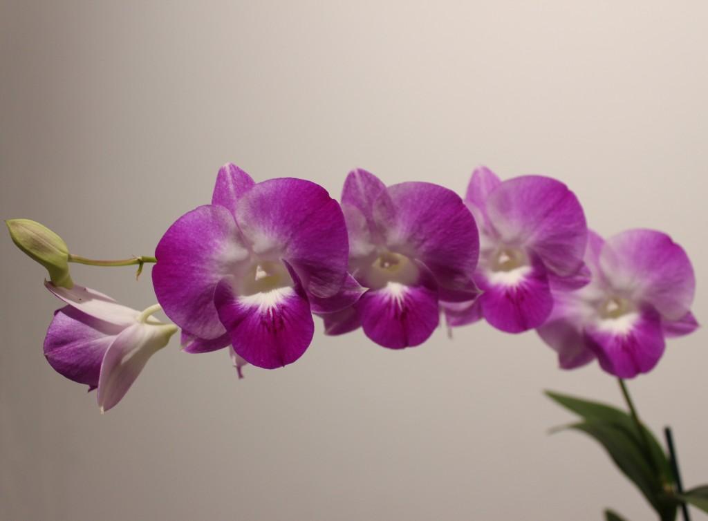 Dendrobium Joanne's Allure'Joey' - photo 2