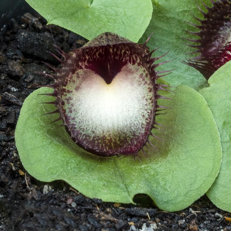 Corybas hispidus